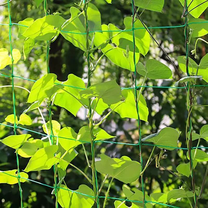 Rede de escalada para plantas Jácotei, suporte verde para trepadeiras com folhas verdes iluminadas pelo sol