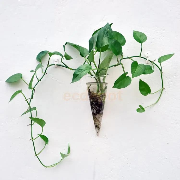 Vaso de parede Jácotei cone de vidro transparente com planta verde para flores e suculentas