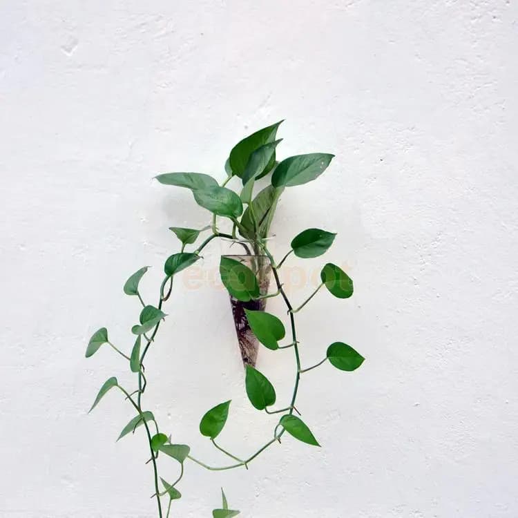 Vaso de parede Jácotei cone de vidro transparente com planta pendente verde para decoração