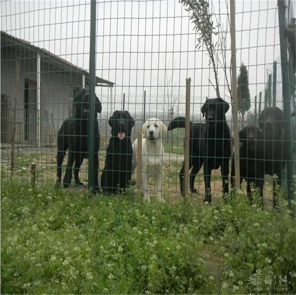 Cerca de jardim verde em arame galvanizado protegendo área com cães ao fundo em ambiente rural