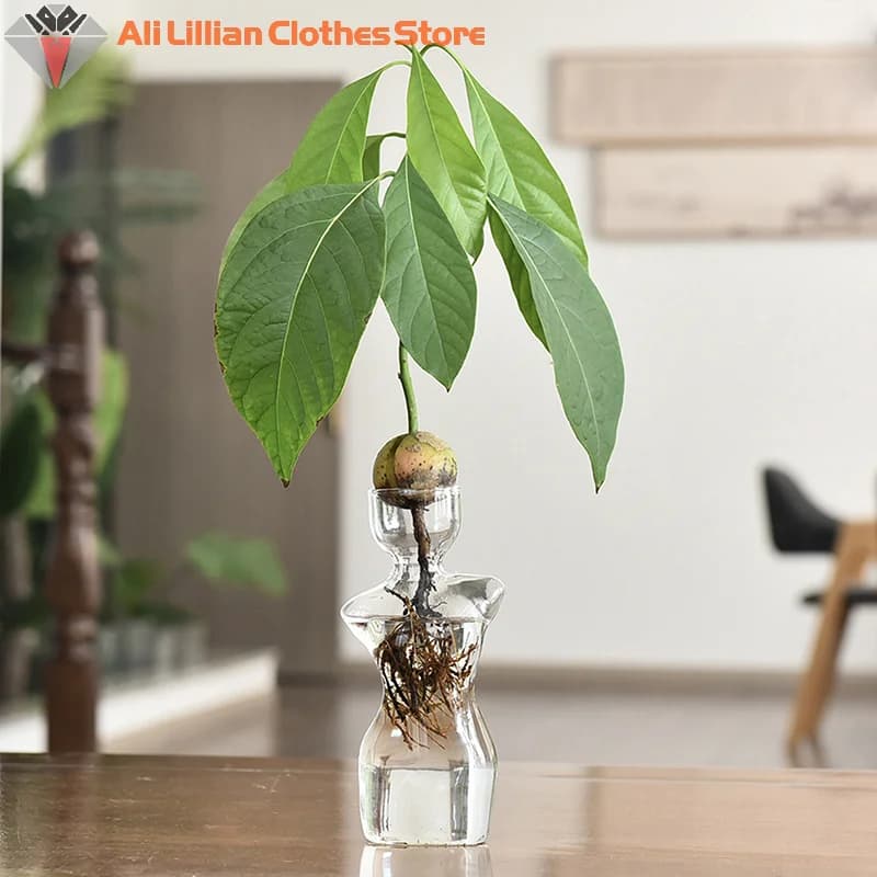 Vaso decorativo transparente em vidro para germinação de abacate com planta e raízes visíveis