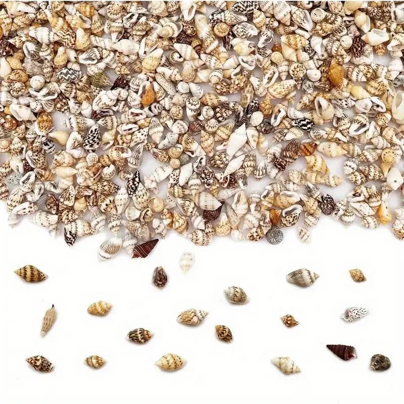 Conchas naturais pequenas mistas marrom espalhadas sobre superfície branca para artesanato e decoração