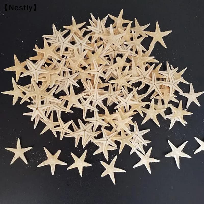 Sete estrelas-do-mar naturais em fundo branco, tamanhos variados 0,5-3cm, decoração artesanal