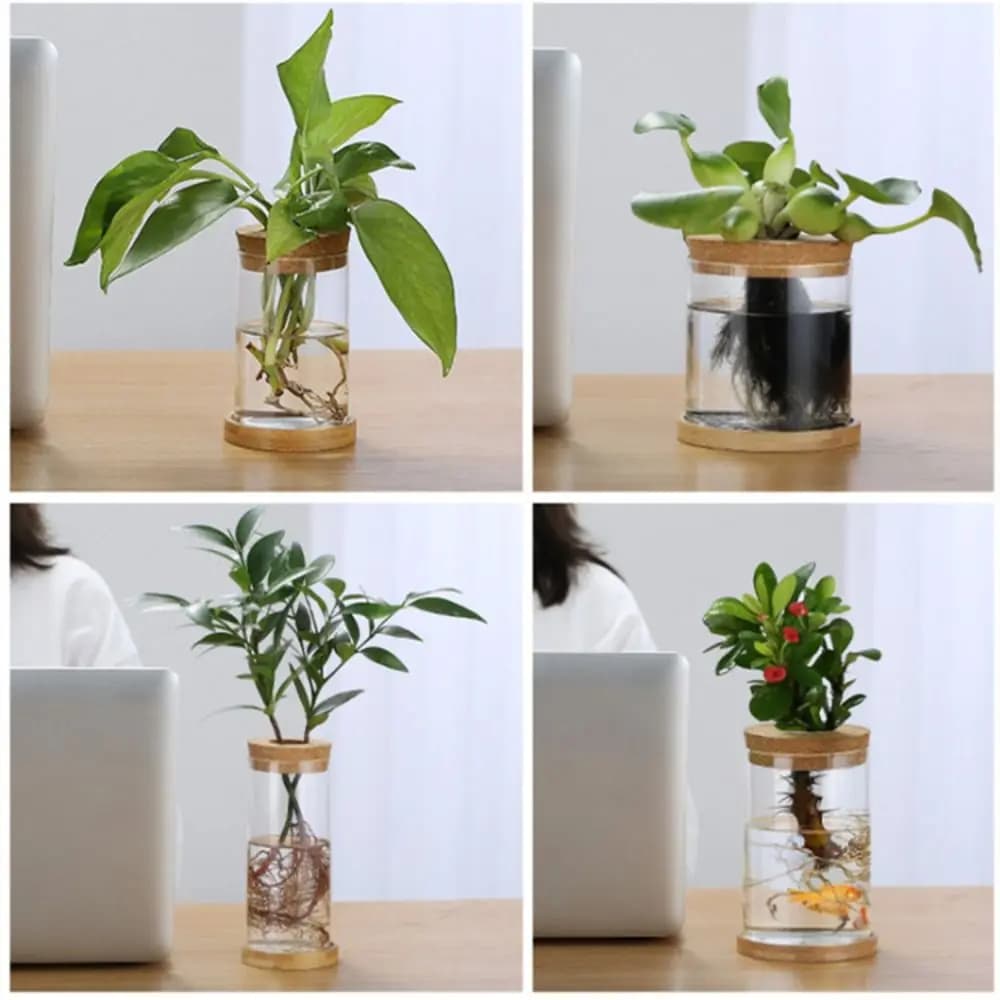 Mini vasos hidropônicos de vidro transparente com plantas variadas e tampa de cortiça para decoração de mesa