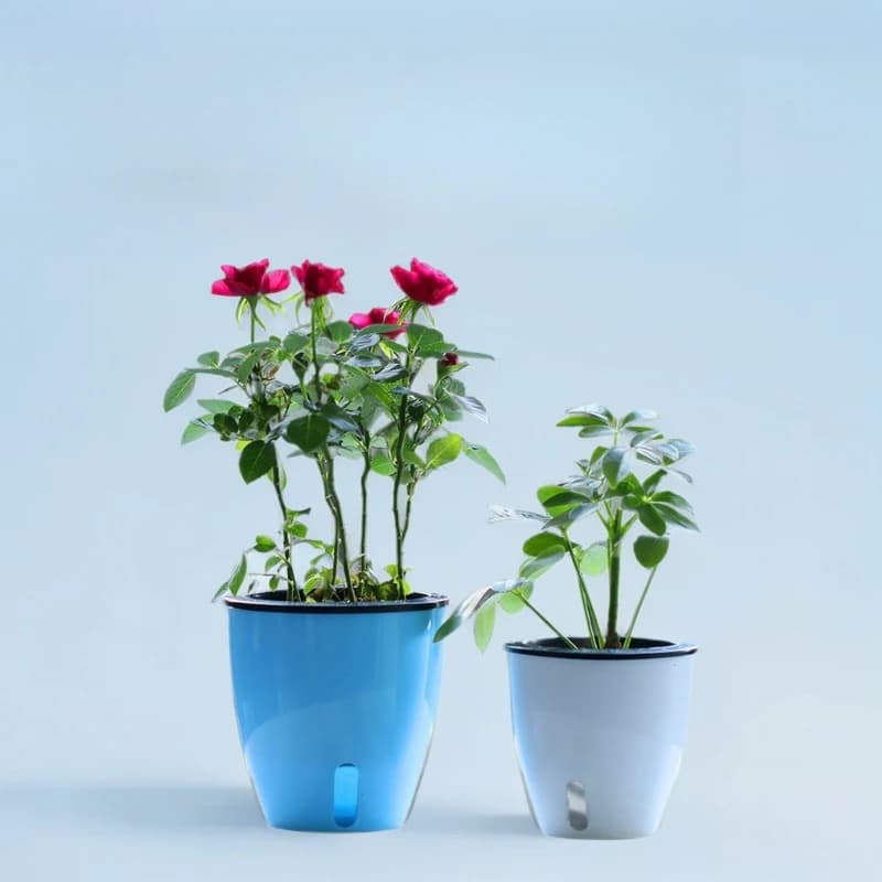 Vasos de flores preguiçosos em azul e branco com flores vermelhas e sistema de rega automática visível