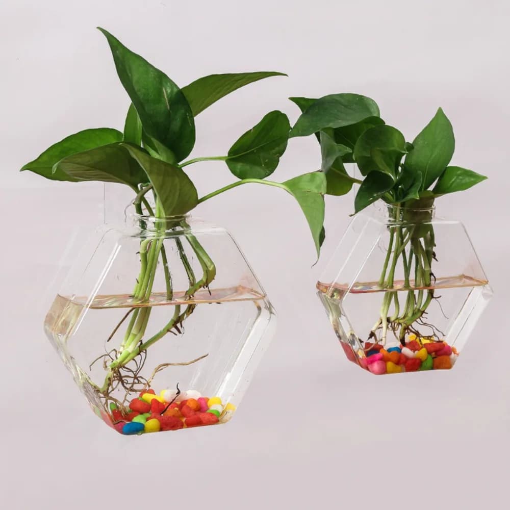 Vasos hexagonais transparentes com plantas de hera e pedras coloridas pendurados na parede
