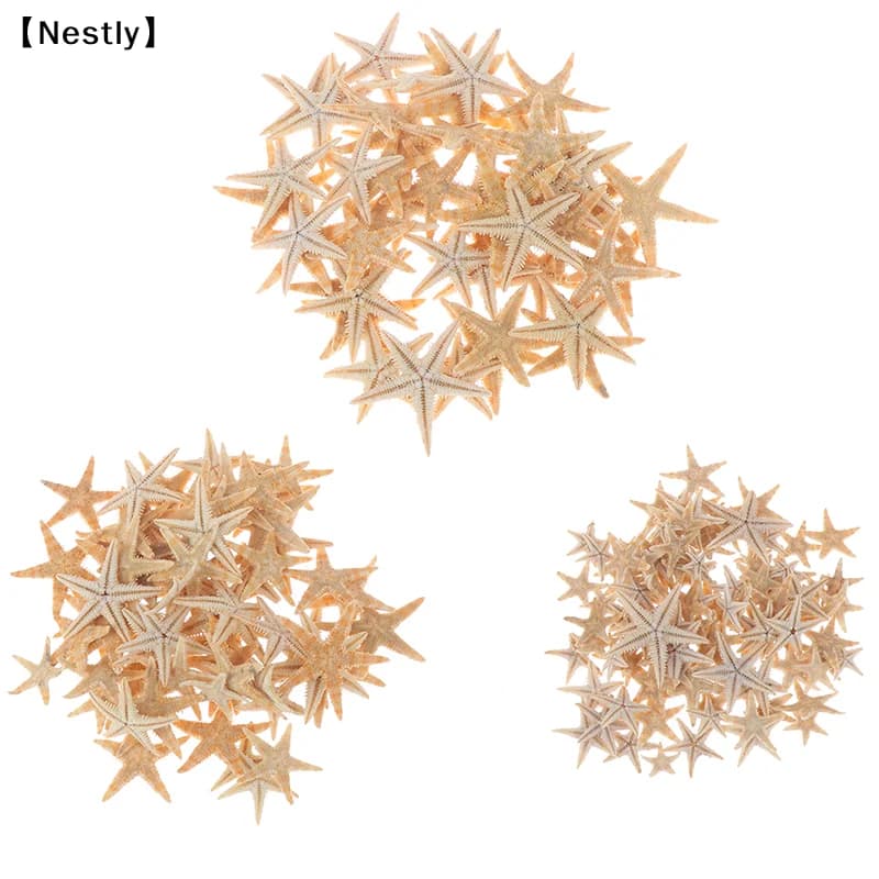 Conchas decorativas estrelas-do-mar naturais amarelo pálido agrupadas em três tamanhos mini