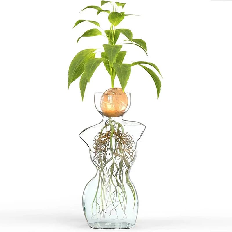 Kit 2 peças vaso Jácotei de vidro transparente para germinação de sementes de abacate com planta e raízes expostas