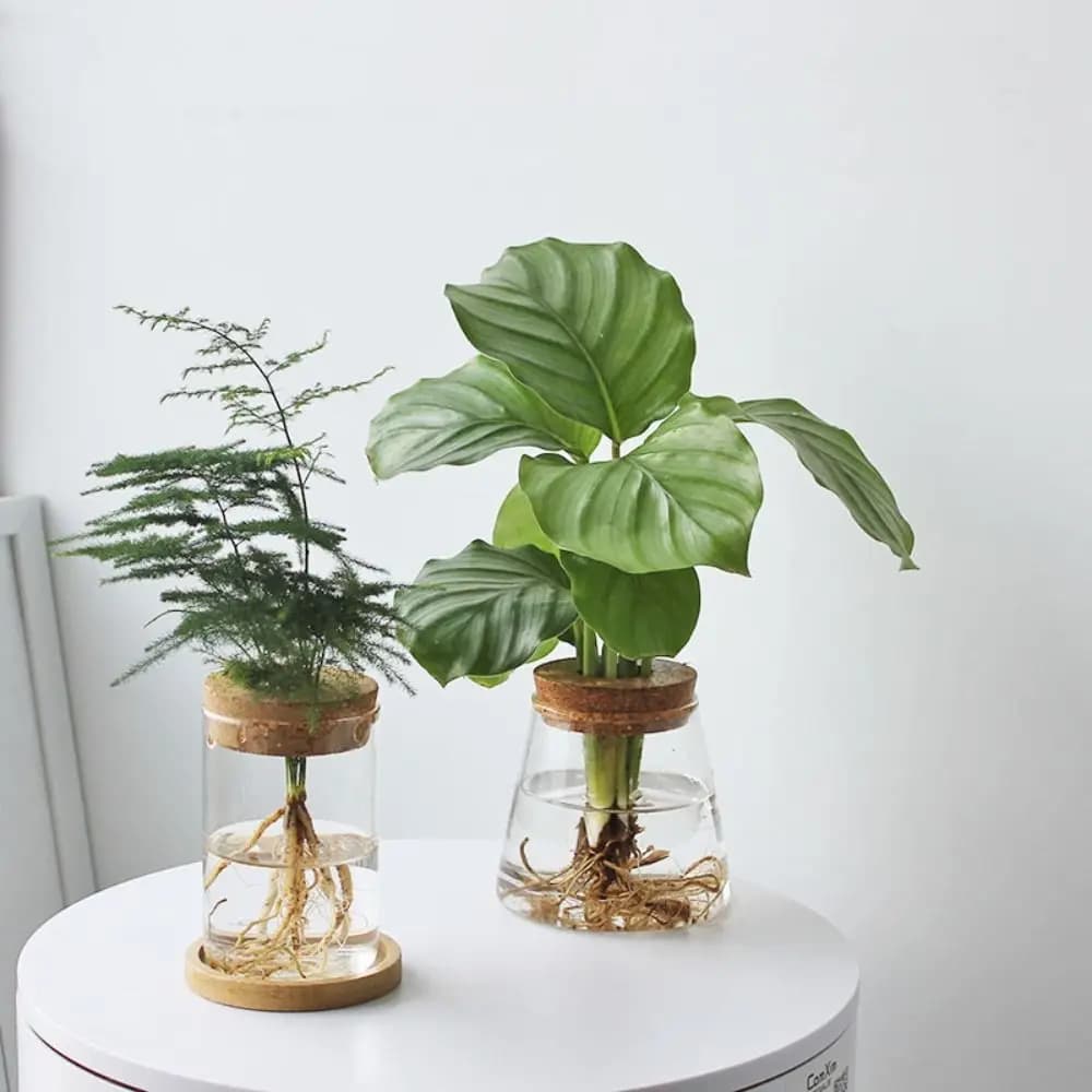 Vaso hidropônico transparente com plantas verdes e raízes visíveis