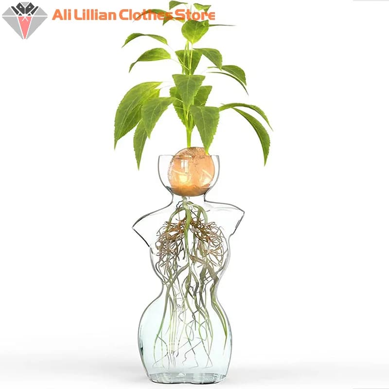 Kit de 2 vasos de vidro transparente para cultivo de sementes com planta de abacate e raízes expostas