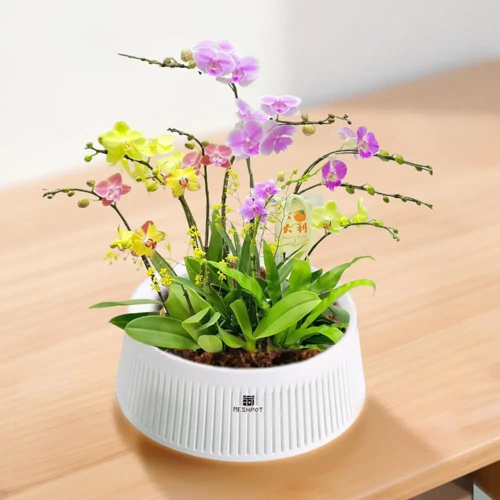 Vaso branco Jácotei com orquídeas artificiais coloridas, design moderno com furos para ventilação