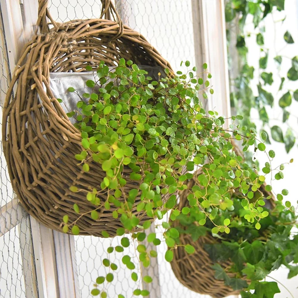 Cestas de vime suspensas com plantas de hera pendentes