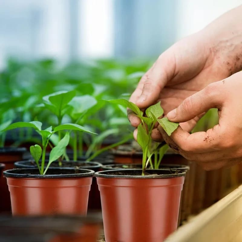 Vasos para mudas Jácotei berçário preto com furos de drenagem cultivando plantas jovens