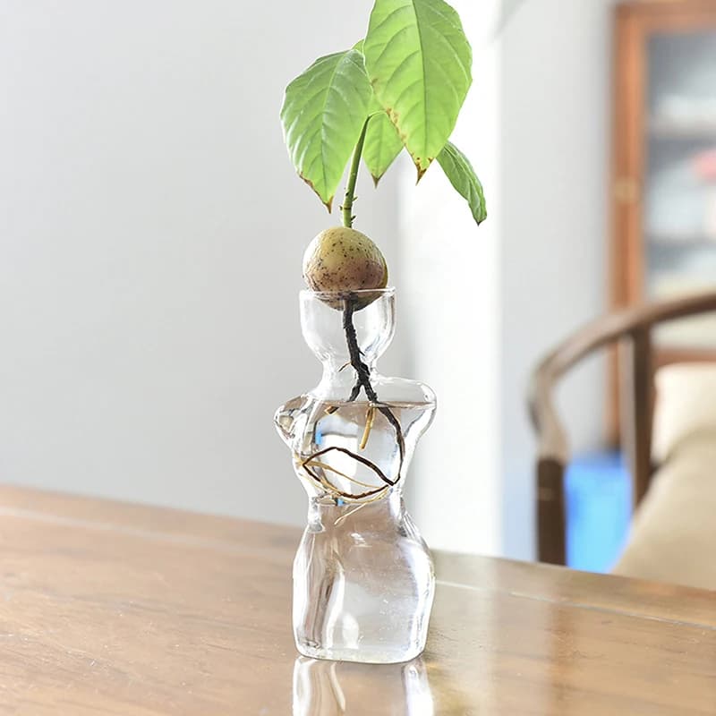 Vaso Jácotei de vidro transparente com semente de abacate germinando e raízes em água sobre mesa de madeira