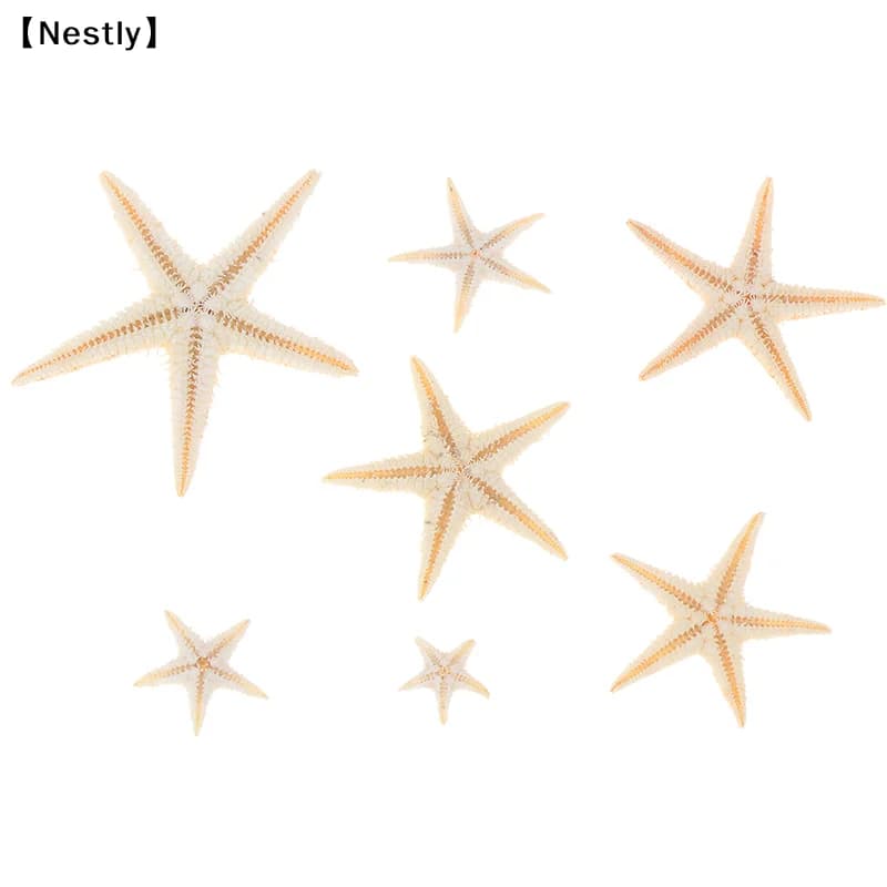 Sete estrelas-do-mar naturais em fundo branco, tamanhos variados 0,5-3cm, decoração artesanal