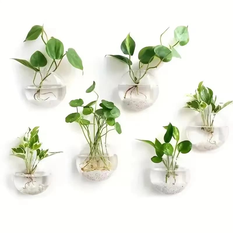 Seis vasos de vidro transparente com plantas hidropônicas para pendurar na parede