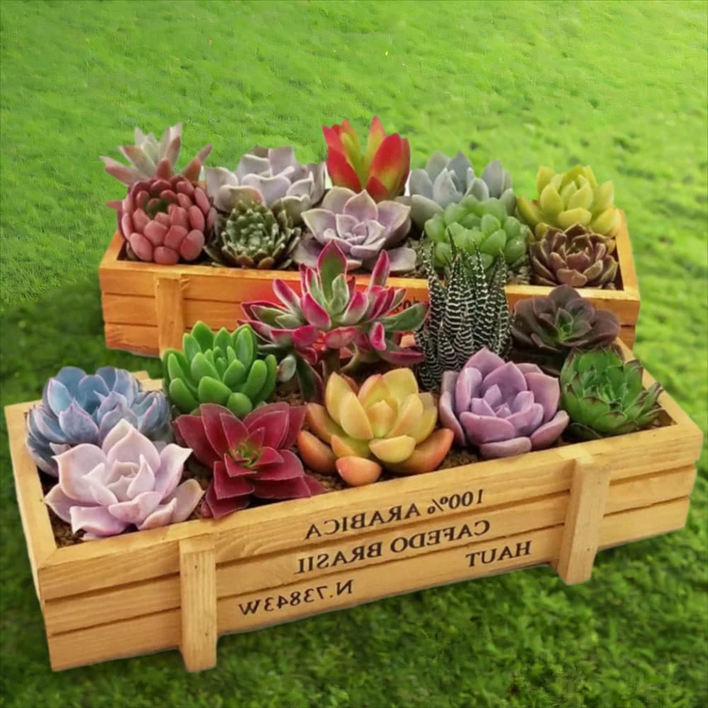 Plantadores retangulares de madeira vintage com suculentas coloridas
