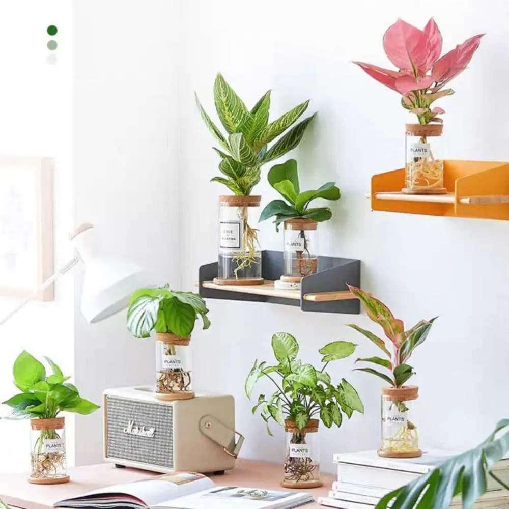 Mini terrários de vidro transparente com plantas decorativas e tampa de cortiça em ambiente moderno