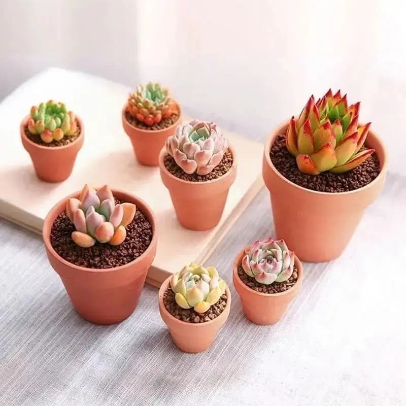Mini vasos terracota com suculentas coloridas kit 36 peças para decoração e jardinagem