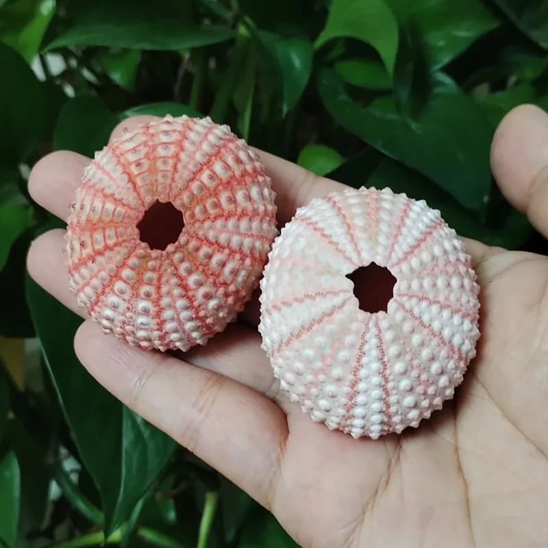 Conchas decorativas naturais Jácotei ouriços do mar rosa e branco para artesanato