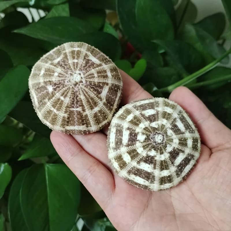 Conchas naturais Jácotei ouriços do mar marrom e branco para decoração artesanal