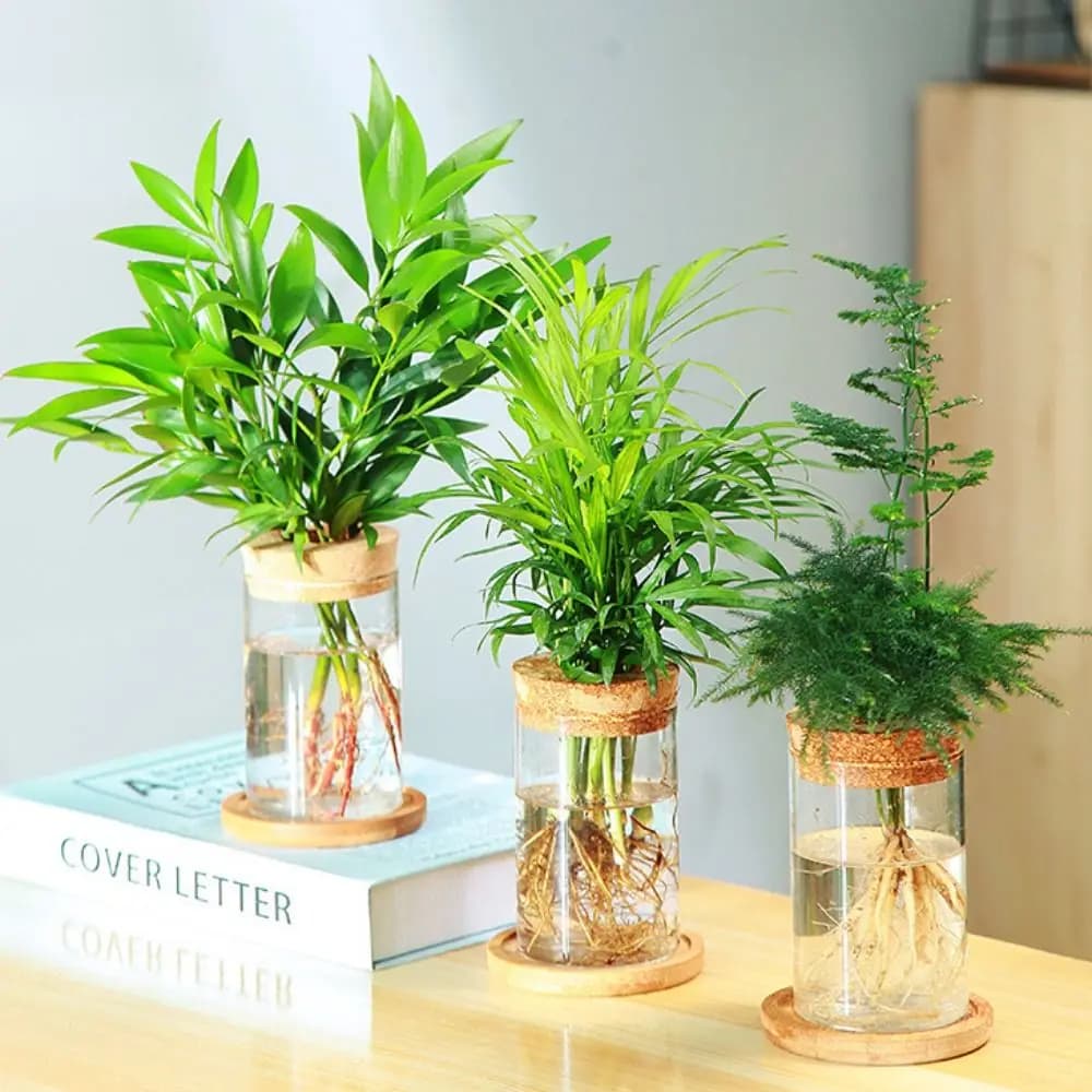 Vasos de flores hidropônicos mini terrário em vidro transparente com tampa de cortiça e plantas verdes