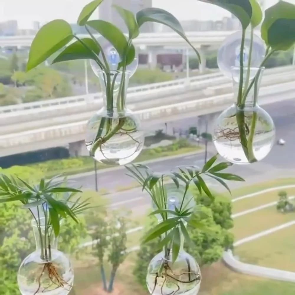 Conjunto de vasos de parede transparentes para plantas hidropônicas com autoirrigação e raízes visíveis