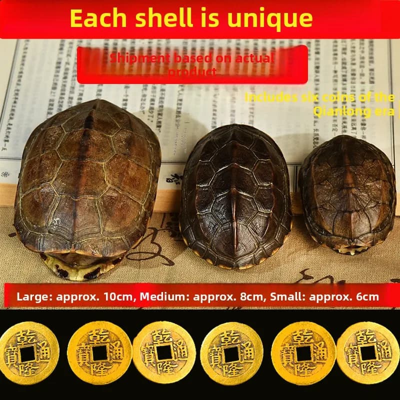 Conchas de tartaruga naturais amuletos da sorte em três tamanhos com moedas de cobre antigas