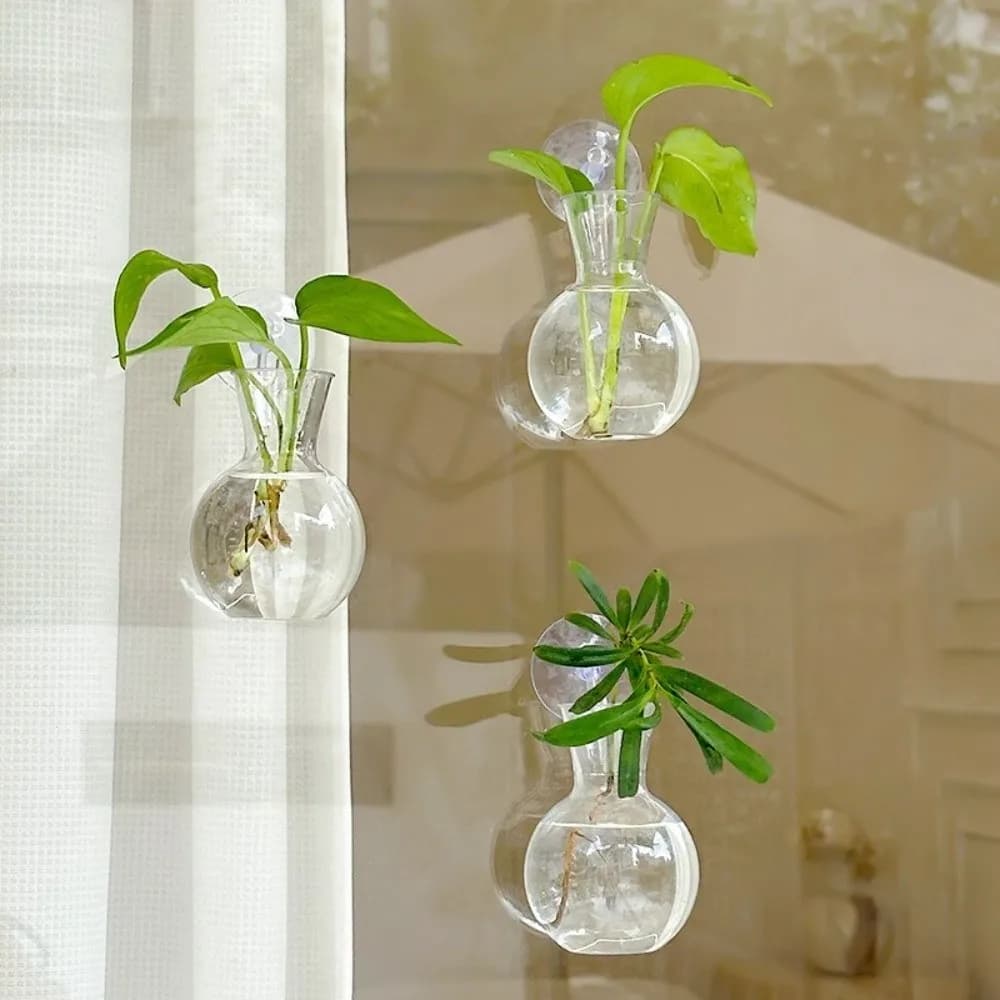 Vasos de parede transparentes para plantas hidropônicas com ventosas para fixação em vidro ou parede