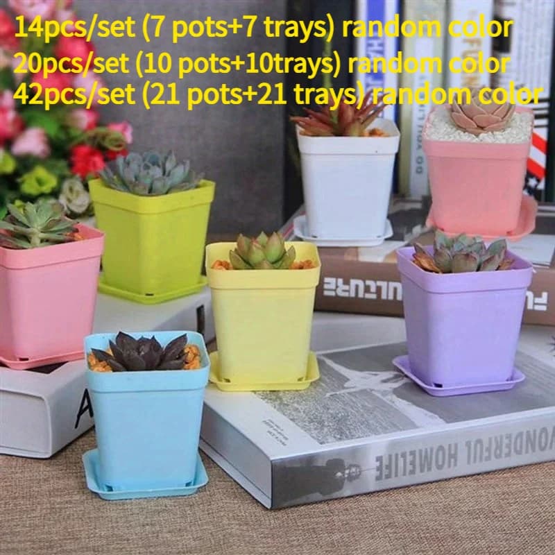 Sete vasos quadrados de plástico coloridos com plantas suculentas