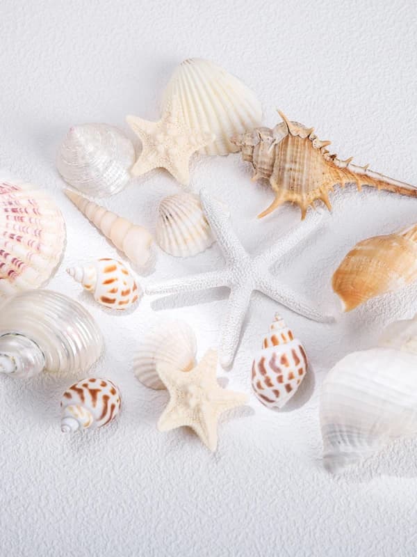 Decoração com conchas naturais e estrelas do mar em tons claros para aquários e ambientes domésticos