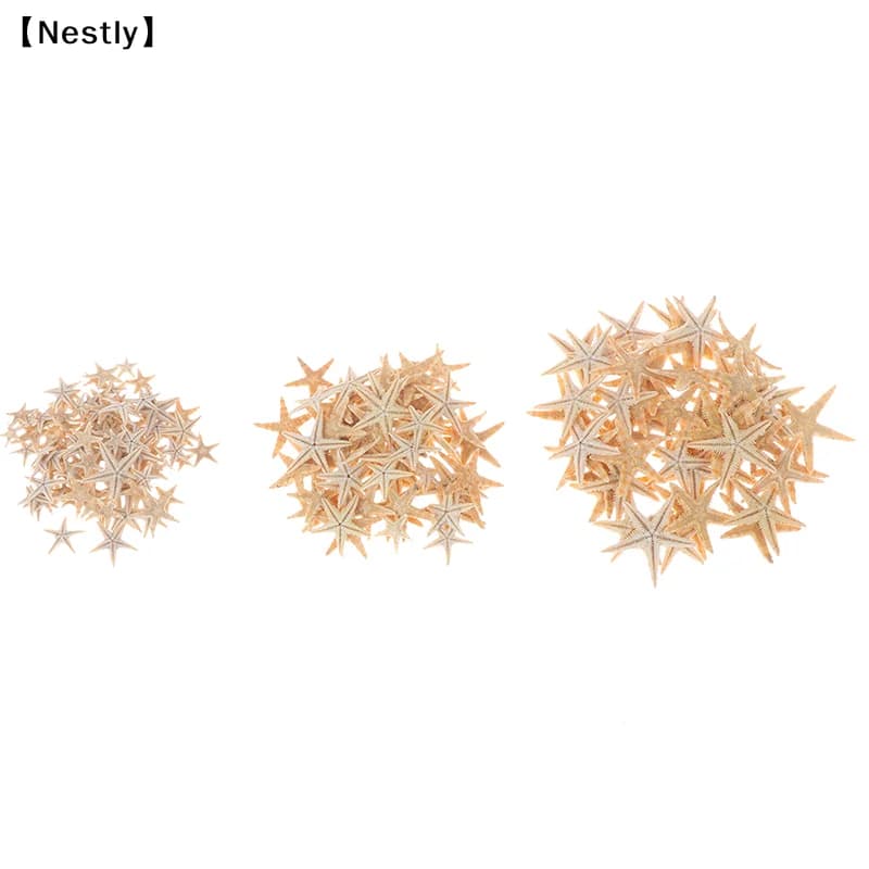 Conjunto de conchas decorativas estrelas-do-mar naturais amarelo pálido em três tamanhos variados