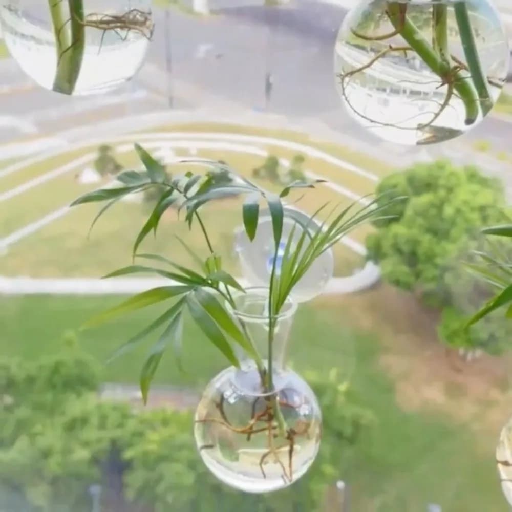 Conjunto de 4 vasos transparentes de parede com plantas hidropônicas