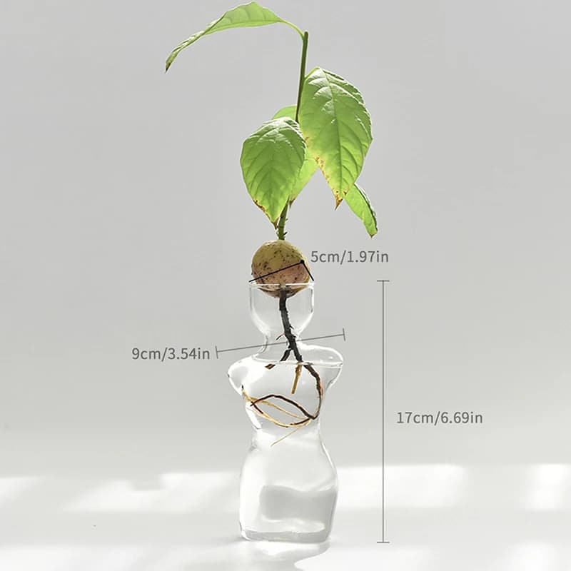Vaso para plantas Jácotei em vidro transparente com medidas 17cm altura e 9cm largura, semente de abacate germinando