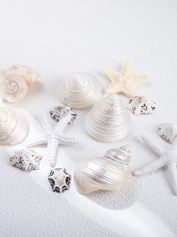 Conjunto de conchas naturais para decoração de aquários e fotografia