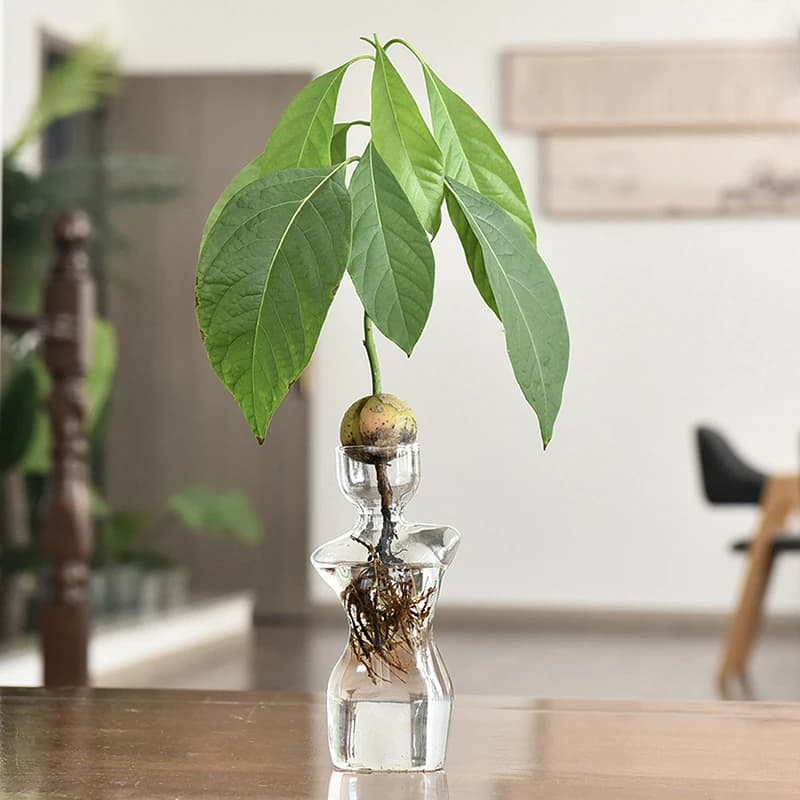 Vaso para plantas Jácotei em vidro transparente com semente de abacate germinando e raízes visíveis