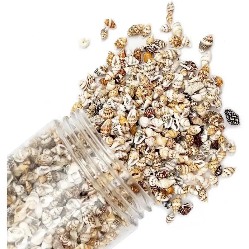 Conchas naturais pequenas mistas marrom para artesanato e decoração, 1500 peças em pote transparente