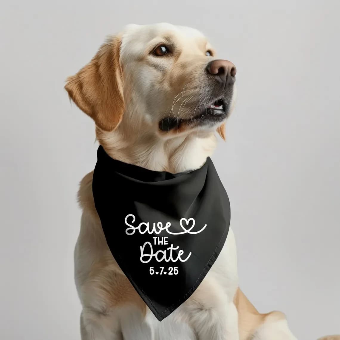 Bandana personalizada para cães com texto 'Save the Date 5.7.25' em fundo cinza