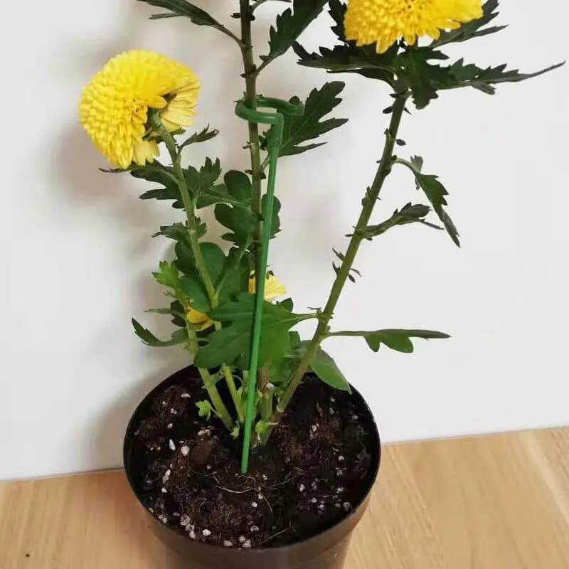 10 Peças de Suporte para Flores Hortícolas de 27cm, Bastão de Suporte em Forma de Flor para Plantas em Vaso, Estrutura Fixa de Proteção contra Folhas