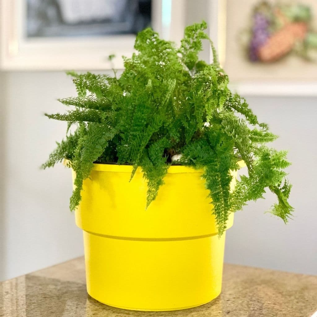Vaso amarelo autoirrigável com planta verde em fundo neutro