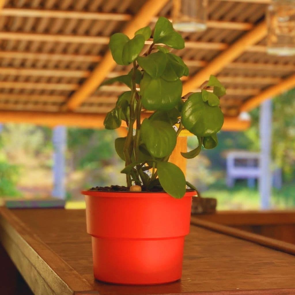Kit 4 Vaso Plantas Autoirrigável Laranja com Planta Verde