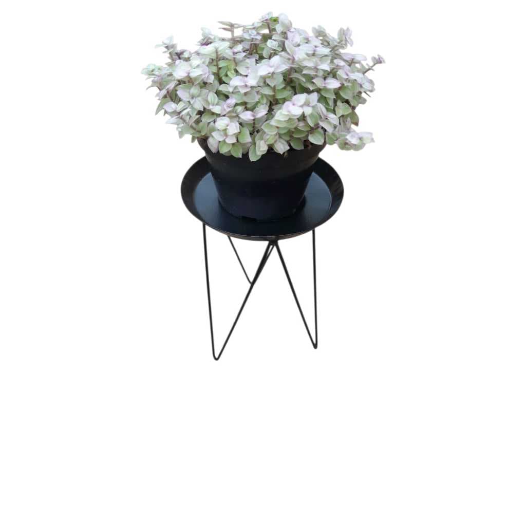 Suporte de tripé preto para vaso de plantas com uma planta verde e branca
