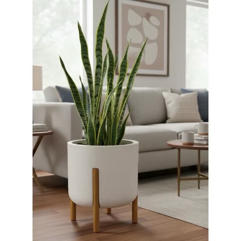Vaso cilíndrico branco com pé em madeira contendo planta de cobra em sala de estar