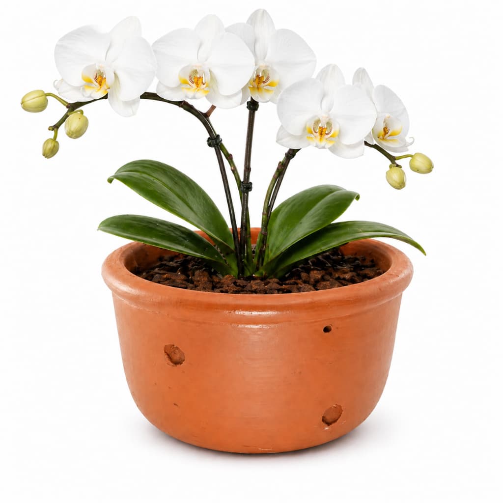 Vaso de cerâmica barro laranja com orquídea branca em fundo branco