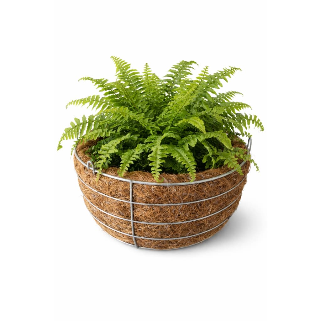 Vaso de fibra de coco com planta verde, fundo branco, 25 cm de diâmetro.