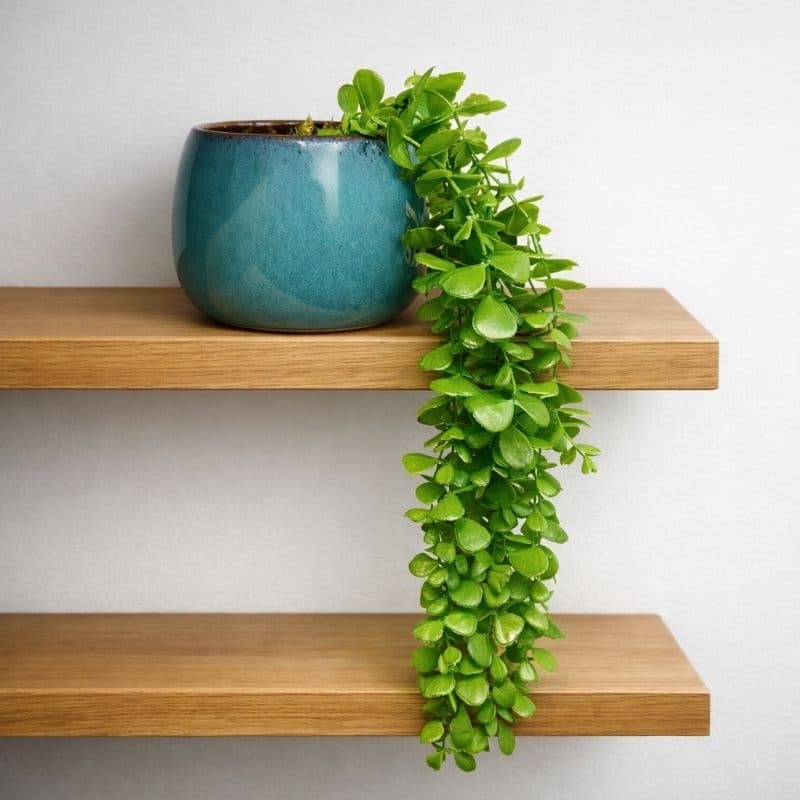 Vaso decorativo de cerâmica azul com planta pendente artificial verde em prateleira de madeira
