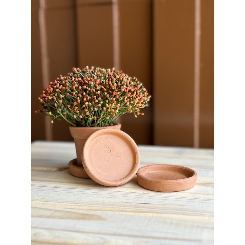 Pratinho de barro para vaso de barro - 6 unidades com planta