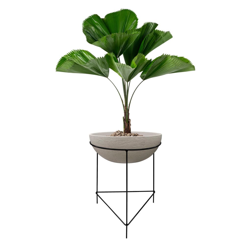Suporte aramado para vaso de chão com planta tropical, fundo branco