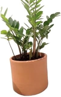 Planta em vaso cilíndrico de barro marrom com fundo branco
