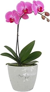 Orquídea artificial em vaso cinza decorativo, flores rosa brilhantes, fundo branco